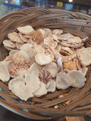 Kitten Paw Shell