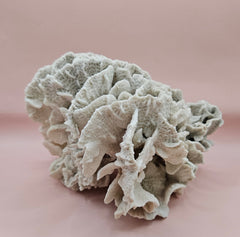 Vintage Rugosa coral specimen, measuring 8x8x5 inches. Naturally white and sculptural, it’s perfect for coastal decor or fossil collections.