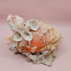Spiked Spondylus display shell with barnacle clusters and cream-pink tones, 5.4 inches wide