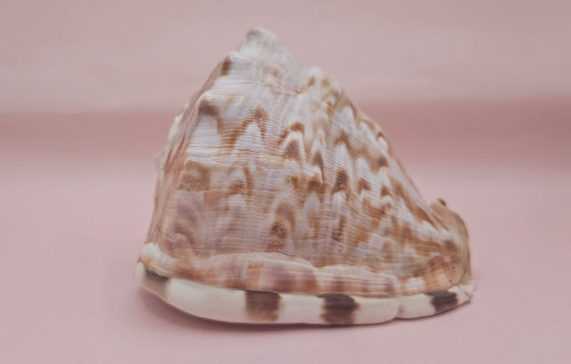 King Helmet shell showing intricate spiral and warm brown tones