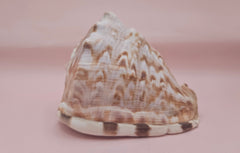 King Helmet shell showing intricate spiral and warm brown tones