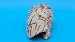 Noble Volute Cymbiola nobilis seashell with zigzag brown patterning on cream background, 4 inches.