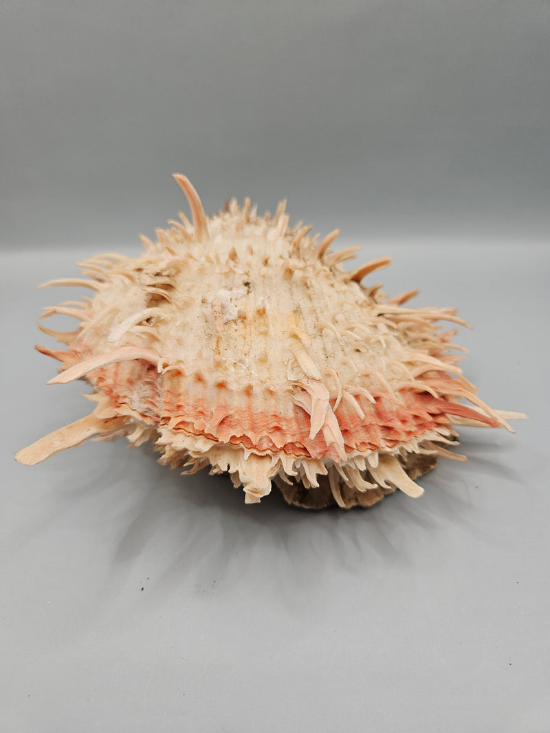 Vintage Spondylus shell, 6.5 inches wide, featuring natural spines and vibrant color, perfect for ocean-themed décor or collections.