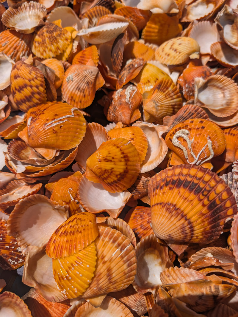 Orange Pectin Scallop Shells