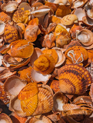 Orange Pectin Scallop Shells