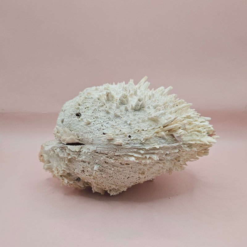 8-inch white Spondylus shell with spiky texture, shown open and closed on a soft pink background