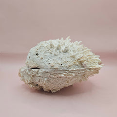 8-inch white Spondylus shell with spiky texture, shown open and closed on a soft pink background