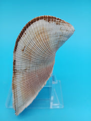 Propeller Ark Shell Trisidos tortuosa 4 inch twisted seashell