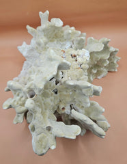 Natural fire coral specimen featuring intricate, textured formations and porous structure. Ideal for saltwater aquariums, reef tank displays, marine-themed home decor, or ocean-inspired crafts. This authentic coral rock adds a unique, organic touch to any setup. Perfect for collectors and aquarium hobbyists seeking natural reef elements. High-resolution image with a warm neutral background highlights the coral’s details and shape.