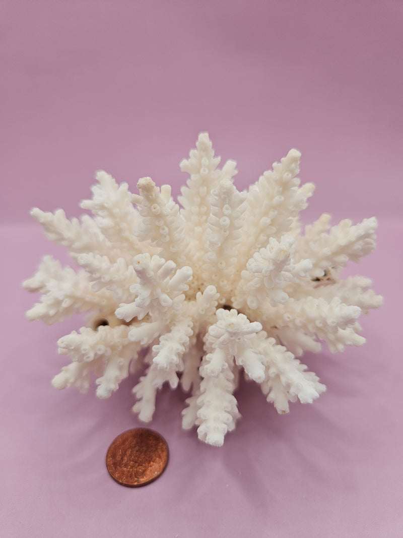 Table Coral ACROPORA LATISTELLA 4.4"