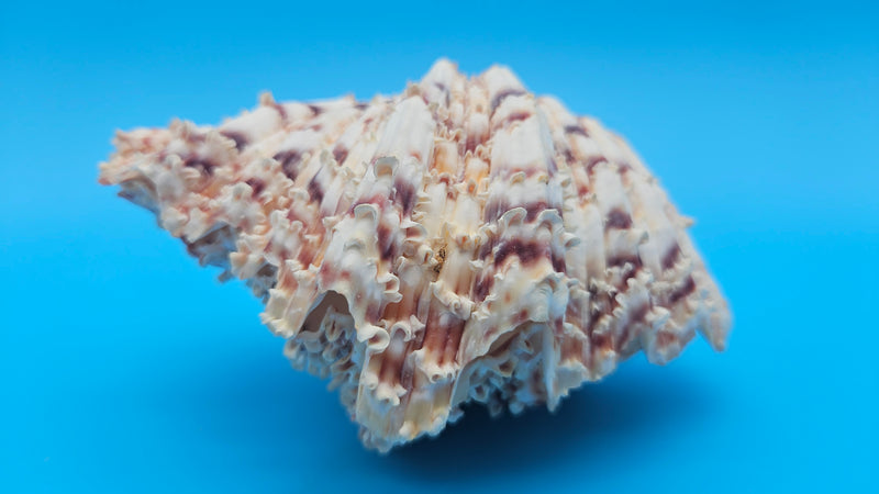 Bear Paw shell with intact knobs and textured ridges in cream, orange, and purple