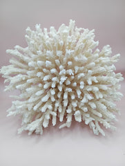 Vintage cream table coral with flattened branches – 10 x 6 x 7.5 inches coastal décor accent