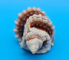 Distorsio anus shell, 3 inches, ribbed twisted form with brown-and-cream stripes and flared lip.