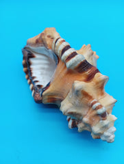 Perry Triton Cymatium 5.9