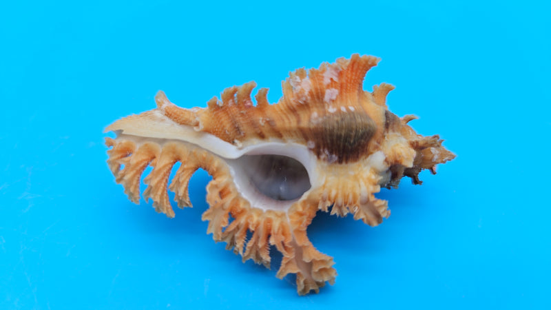  Murex crocatus shell, 2.2 inches, orange spiny fronds with intricate ridges, from Zambales, Philippines.