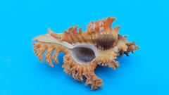  Murex crocatus shell, 2.2 inches, orange spiny fronds with intricate ridges, from Zambales, Philippines.