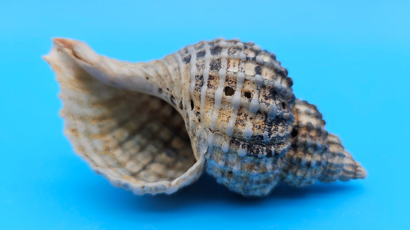 Oregon Hairy Triton shell (Fusitriton oregonensis), 4.1 inches, ribbed spiral form with gray-blue highlights, Pacific Northwest origin.