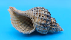 Oregon Hairy Triton shell (Fusitriton oregonensis), 4.1 inches, ribbed spiral form with gray-blue highlights, Pacific Northwest origin.
