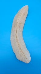 Tongue-shaped mushroom coral with ridged ivory surface on a blue background