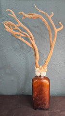 Vintage W.H.R. amber bottle topped with branch coral and a ring of seashells
