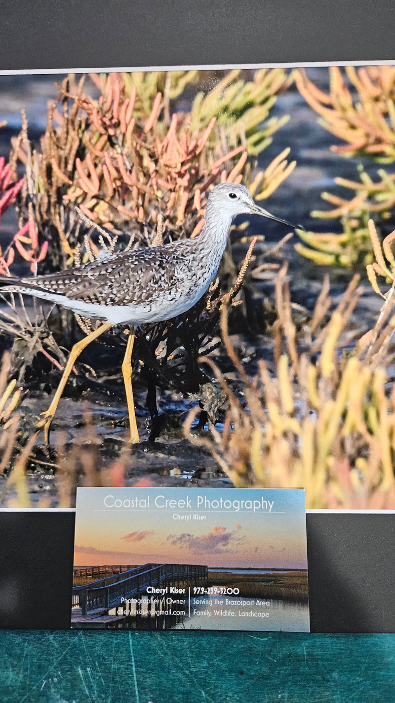 Photograph of a shorebird in profile standing among colorful seaweed, printed and mounted on a black mat board.