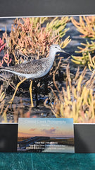 Photograph of a shorebird in profile standing among colorful seaweed, printed and mounted on a black mat board.
