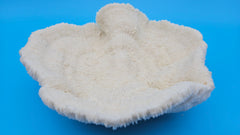 Rounded mushroom coral with radial ivory ridges and domed shape on blue background
