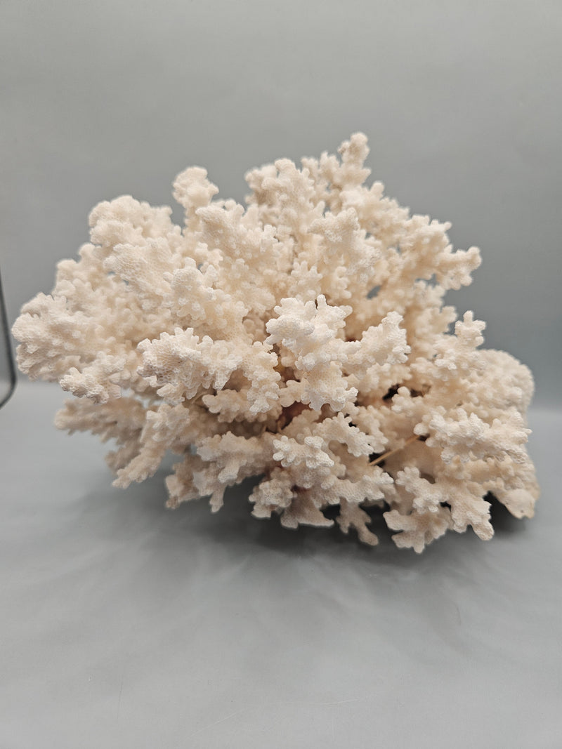 A unique 8.5"x8"x6" display of brownstem coral attached to brain coral, featuring intricate textures and natural oceanic beauty.