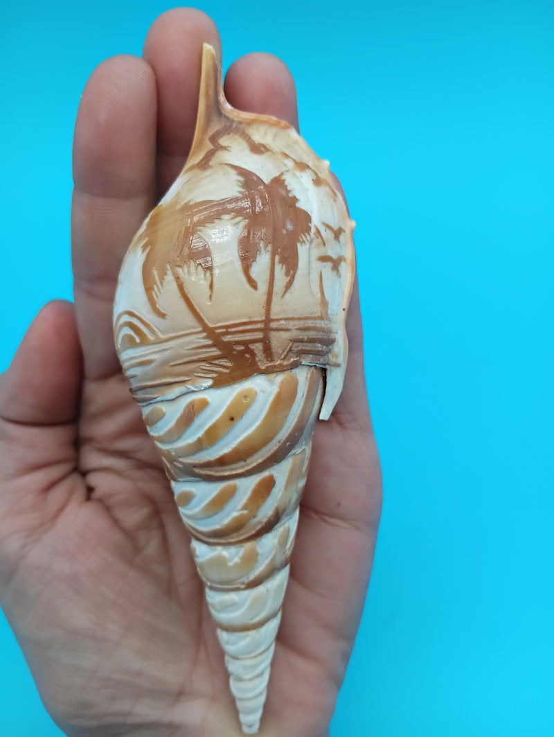 5.3" carved Tibia shell with palm tree coastal scene