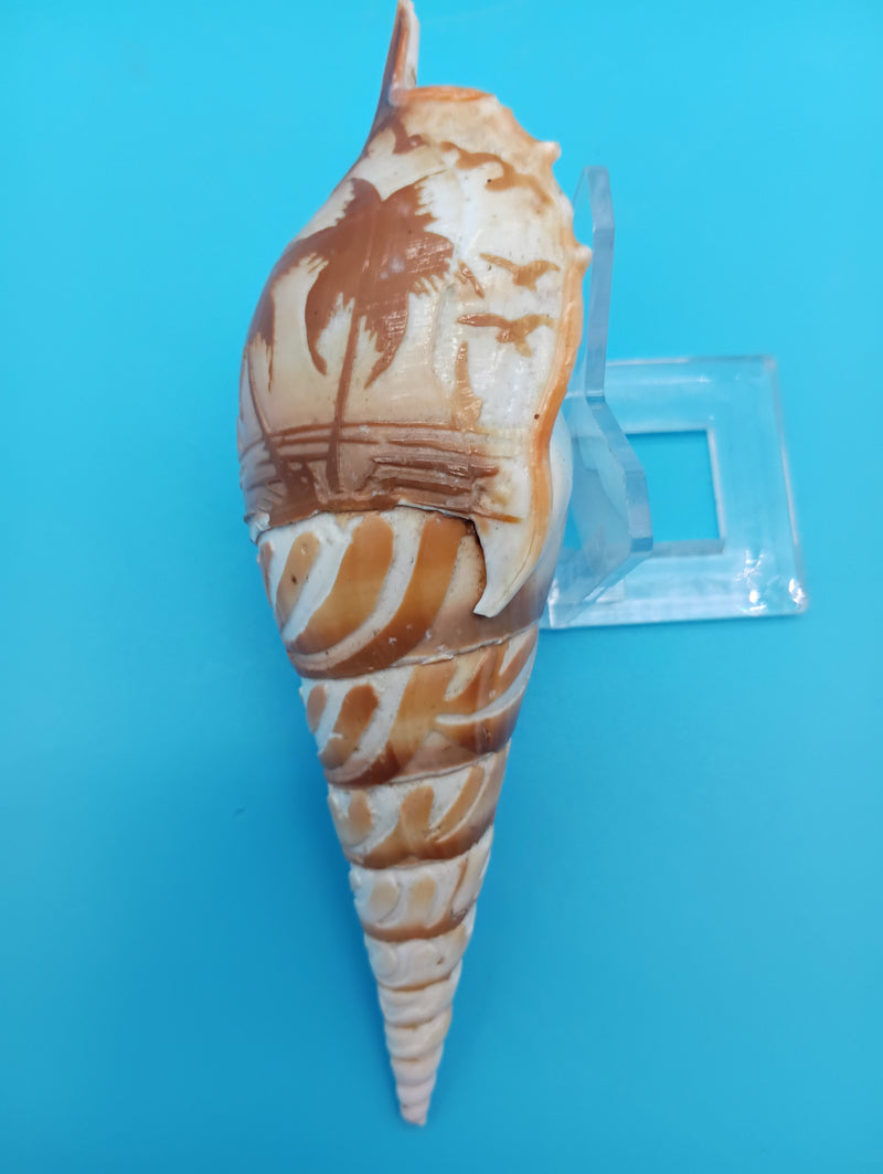 5.3" carved Tibia shell with palm tree coastal scene