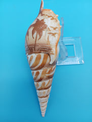 5.3