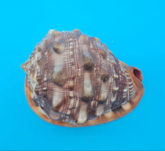 Bullmouth Helmet Shell 6.5