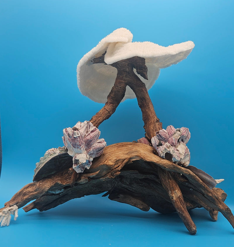 White coral, abalone shells, and barnacles mounted on grapevine wood coastal sculpture.