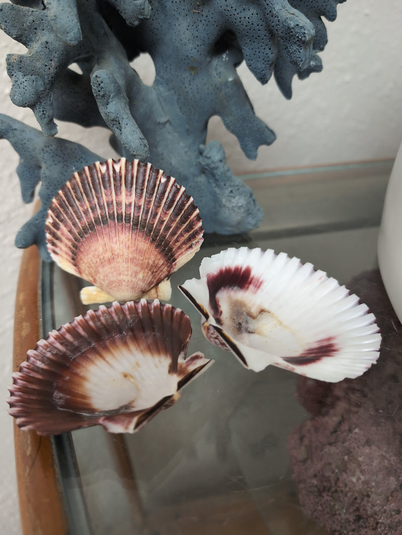 Medium Purple Scallop Shell 2.5-3.5"