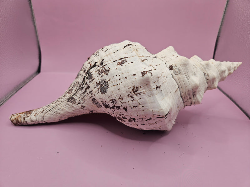 Horse Conch Shell-12.25"