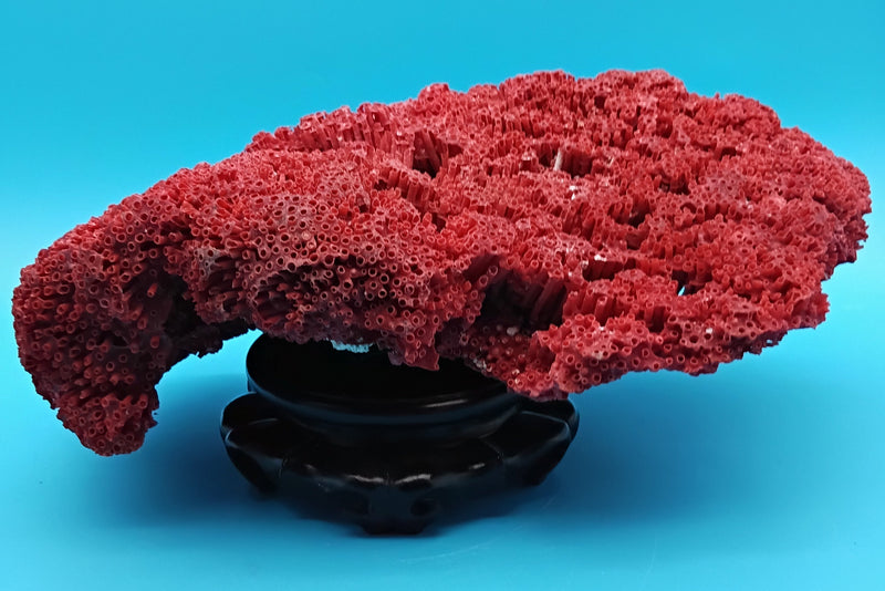 Vintage Red Pipe Coral 12x7x3.5 (Tubipora musica) Ocean Collectible