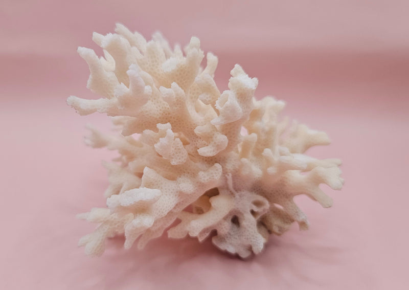 Table Coral Acropora hyacinthus Specimen – 5.3” Coastal Decor