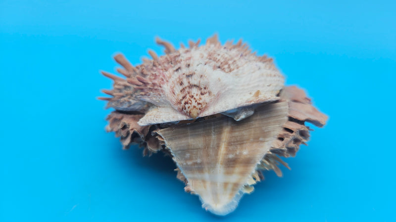  spiny Spondylus shell pair with purple tones, shown open and closed on bright blue background