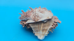  spiny Spondylus shell pair with purple tones, shown open and closed on bright blue background