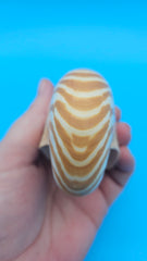Tiger Nautilus Shell – Striking Natural Ocean Decor 3