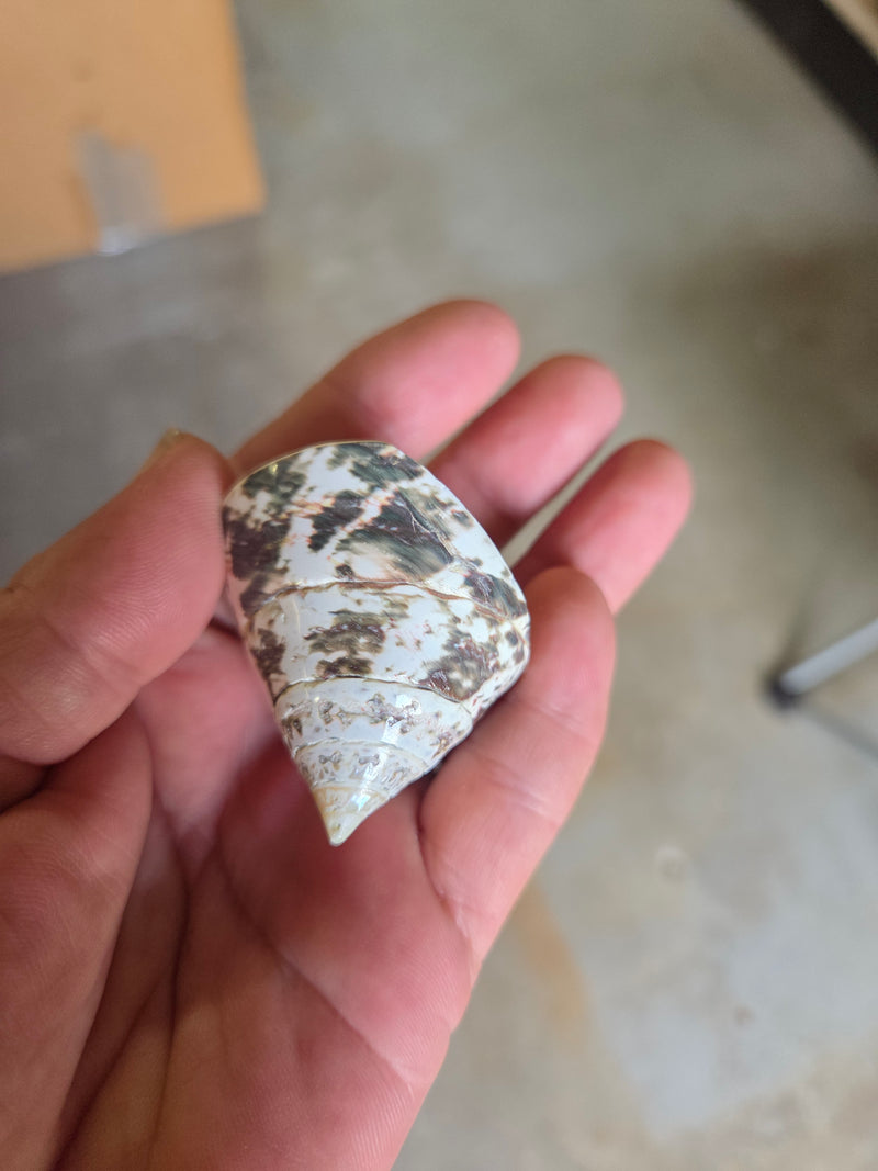 Polished Trochus Nioliticus Shell 2"