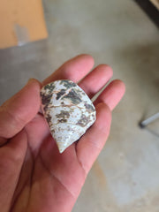 Polished Trochus Nioliticus Shell 2