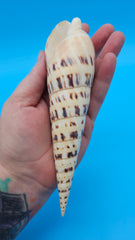 Marlin Spike display shell for coastal home décor – premium natural specimen