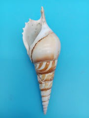 4.7