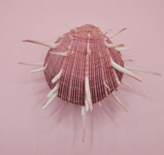 Spiny mauve Spondylus regius shell with long radial spines on pink background