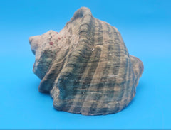 Large raw green Marmoratus Turban display shell for coastal home decor - premium natural specimen