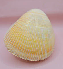 Natural cockle shell pair with deep ridges and creamy tones for coastal home display decor