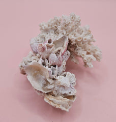 Ivory Bush Coral Mixed with Gulf of Mexico Barnacle – Oculina Varicosa 