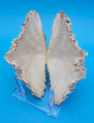 Bear Paw shell with intact knobs and textured ridges in cream, orange, and purple