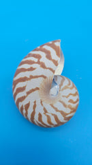 Tiger Nautilus Shell – Striking Natural Ocean Decor 3